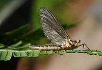 Image of: Hexagenia