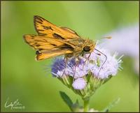 Image of: Hylephila phyleus (fiery skipper)