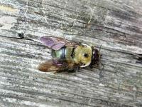 Image of: Xylocopa virginica (carpenter bee)