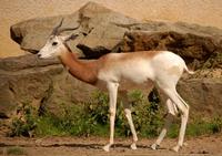 Gazella dama - Dama Gazelle