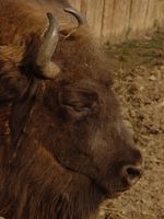 Bison bonasus - European Bison