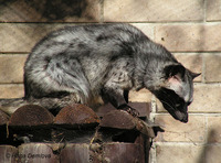 Paradoxurus hermaphroditus - Asian Palm Civet