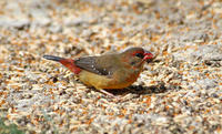 Image of: Amandava amandava (red avadavat)