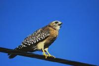 Image of: Buteo lineatus (red-shouldered hawk)