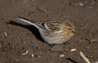 Image of: Carduelis flavirostris (twite)