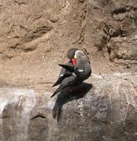 Image of: Larosterna inca (Inca tern)