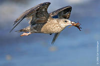 Image of: Larus argentatus (herring gull)