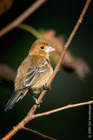 Image of: Passerina caerulea (blue grosbeak)