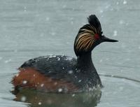 Image of: Podiceps nigricollis (black-necked grebe;eared grebe)