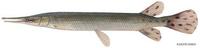 Image of: Lepisosteus platostomus (shortnose gar)