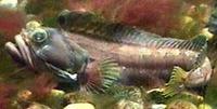 Image of: Neoclinus blanchardi (sarcastic fringehead)