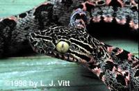 Image of: Corallus hortulanus (Amazon tree boa)