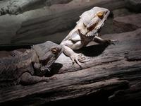 Image of: Pogona vitticeps (central bearded dragon)