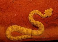 Cerastes cerastes - Desert Horned Viper