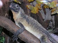 Hydrosaurus pustulatus - Crested Lizard