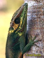 Anolis baracoae