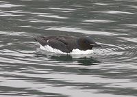 Thick-billed Murre - Uria lomvia