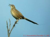 Striated Grassbird - Megalurus palustris