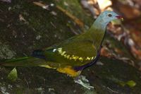 Wompoo fruit Dove