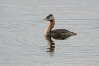 Great Grebe - Podiceps major