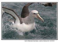 Shy Albatross - Thalassarche cauta