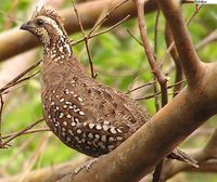 Crested Bobwhite - Colinus cristatus