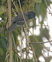 Lined Antshrike (Thamnophilus tenuepunctatus) photo