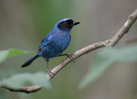 Masked Flower-Piercer (Diglossa cyanea) photo