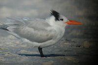 Royal Tern - Sterna maxima