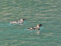 Kittlitz's Murrelet - Brachyramphus brevirostris