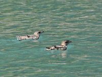 Kittlitz's Murrelet - Brachyramphus brevirostris