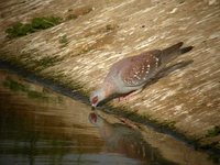 Speckled Pigeon - Columba guinea