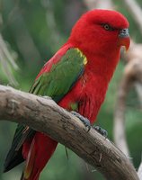 Chattering Lory - Lorius garrulus