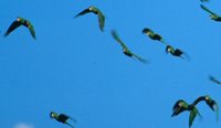 White-eyed Parakeet - Aratinga leucophthalmus