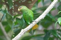 Golden-tailed Parrotlet - Touit surda