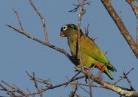 Scaly-headed Parrot - Pionus maximiliani