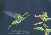 Blue-tailed Emerald - Chlorostilbon mellisugus