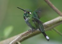 Purple-bibbed Whitetip - Urosticte benjamini
