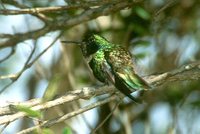 Hyacinth Visorbearer - Augastes scutatus