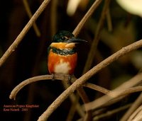 American Pygmy Kingfisher - Chloroceryle aenea