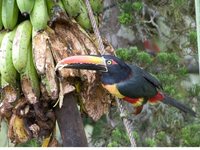 Fiery-billed Aracari - Pteroglossus frantzii