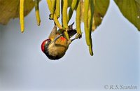 Black-cheeked Woodpecker - Melanerpes pucherani