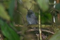 Saturnine Antshrike - Thamnomanes saturninus