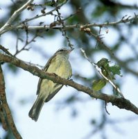 Greenish Elaenia - Myiopagis viridicata