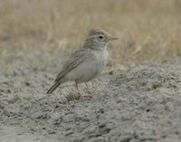 Sand Lark - Calandrella raytal