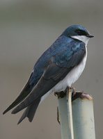 Tree Swallow - Tachycineta bicolor