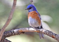 Western Bluebird - Sialia mexicana