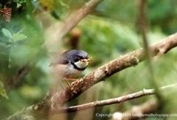 Bar-throated Apalis - Apalis thoracica