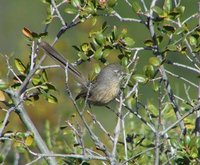 Wrentit - Chamaea fasciata