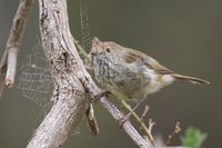 Brown Thornbill - Acanthiza pusilla